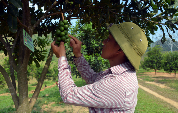 Triển vọng cây mắc ca ở Tuần Giáo