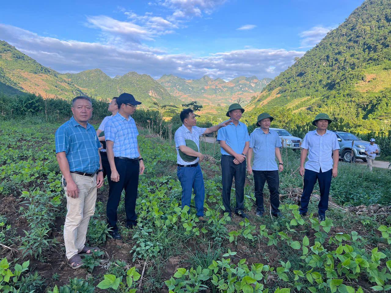 Chủ tịch, kiêm tổng giám đốc công ty DOVECO khảo sát vùng nguyên liệu trồng dứa tại xã Pú Nhung