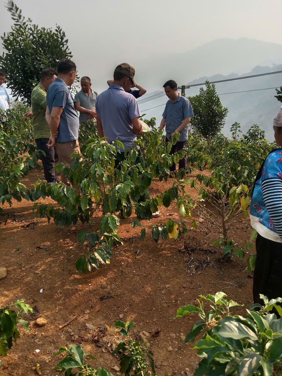 Pú Nhung hướng dẫn kỹ thuật chăm sóc cây mắc ca,...