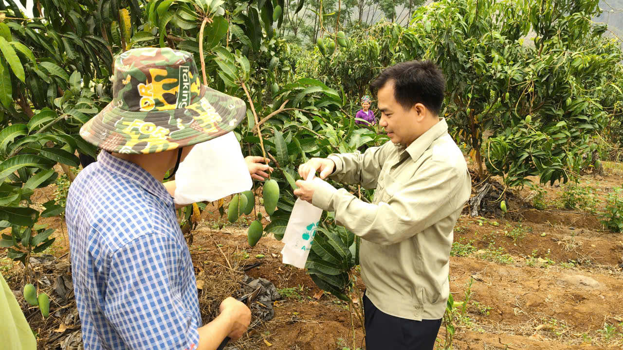 Pú Nhung tổ chức lễ ra quân bọc quả xoài và chăm...