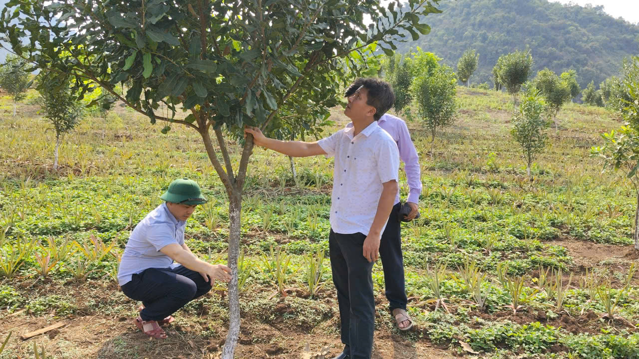 Lãnh đạo xã Pú Nhung kiểm tra vườn cây, chỉ đạo...