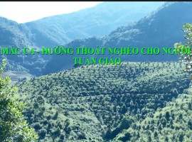 Mac ca - Hướng thoát nghèo cho người dân Tuần Giáo